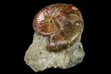Red Iridescent Ammonite (Hoploscaphites) - South Dakota #131228-1